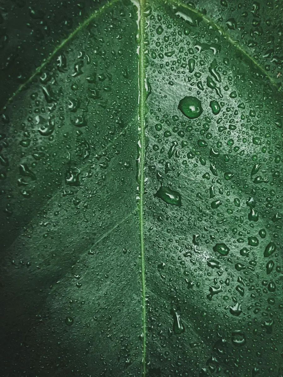 Gocce d’acqua su una foglia