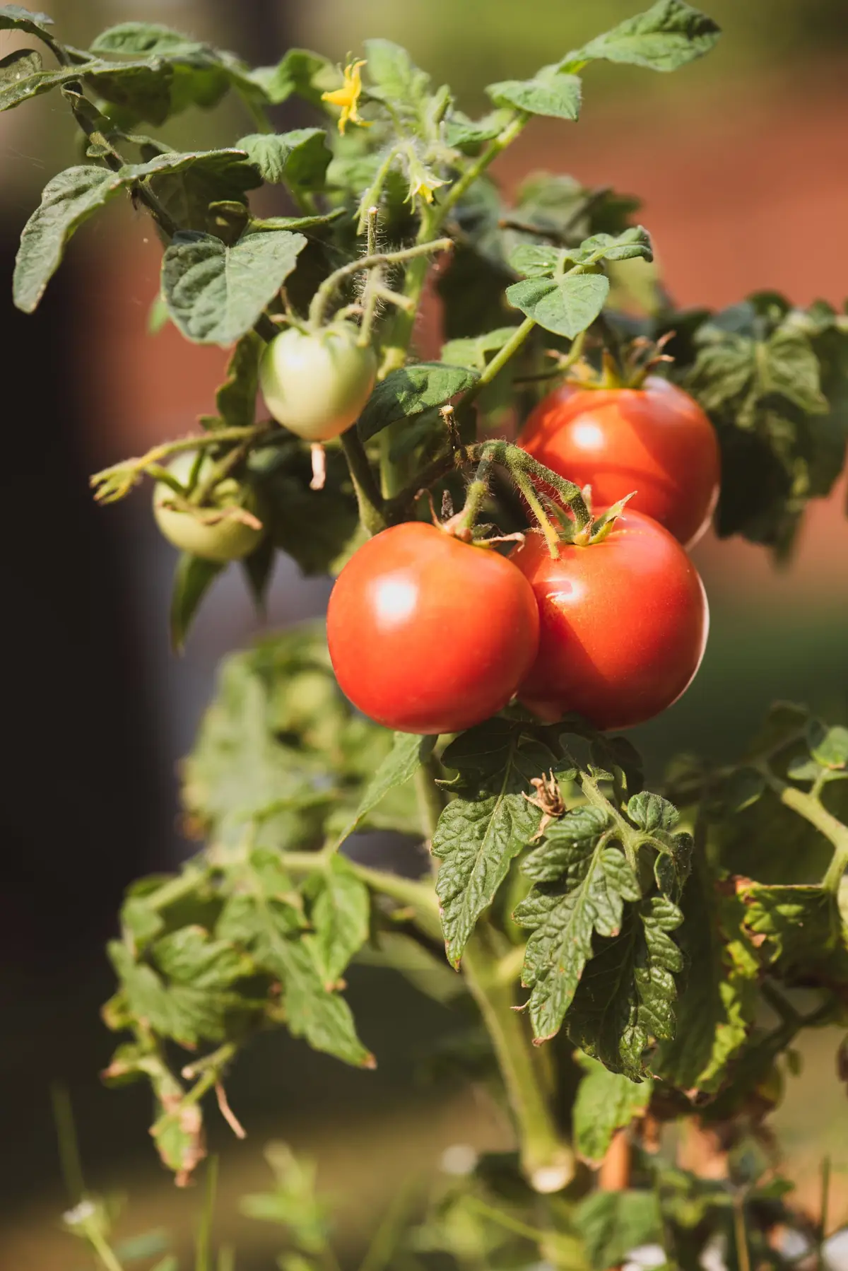 Pomodori maturi sulla pianta